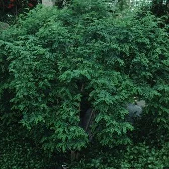 thumbnail for publication: Indigofera cylindrica Indigo